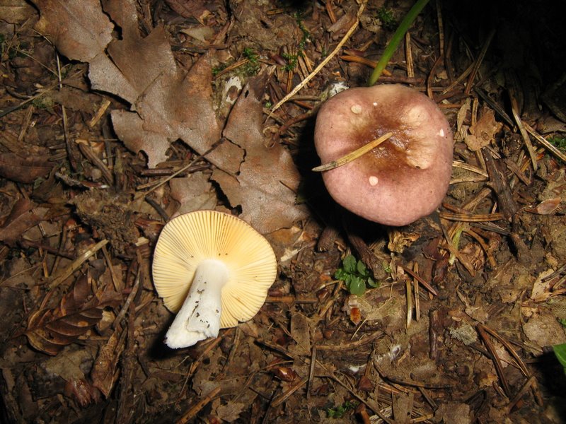 Ancora da Le Piastre (PT)